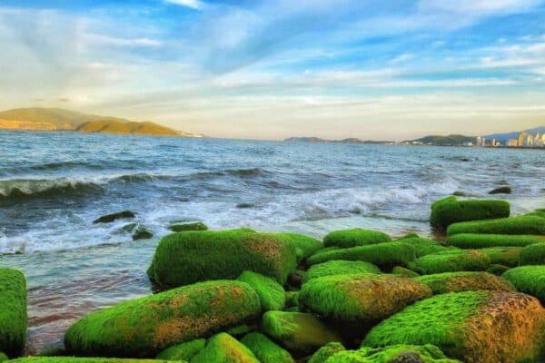bãi rêu nha trang
