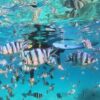 Hòn Mun- Làng Chài - Hòn Tằm Nha Trang 22 tour 3 đảo hòn mun