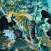tour 3 đảo Vip Nha Trang